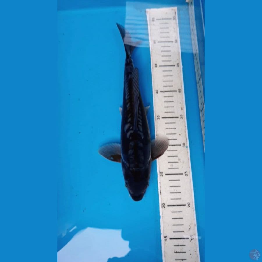 Antikan aragoke 30 cm