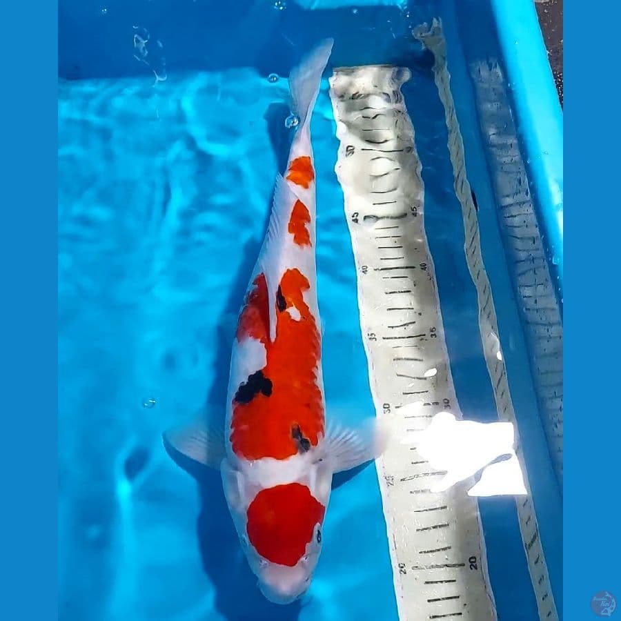 KINDAI SHOWA 38 CM