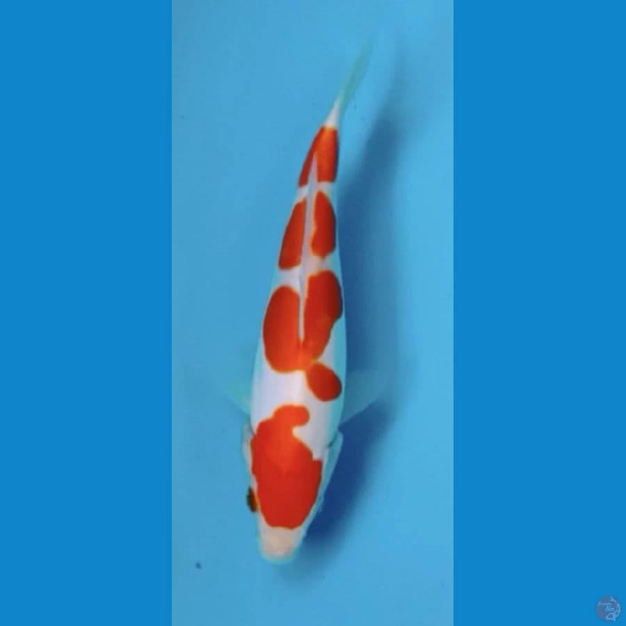 kohaku doit