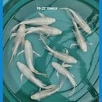 Platinum Kumpay ~ 19-22 cm / 10ekor