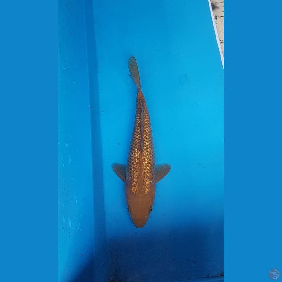 Chagoi full ginrin 27cm