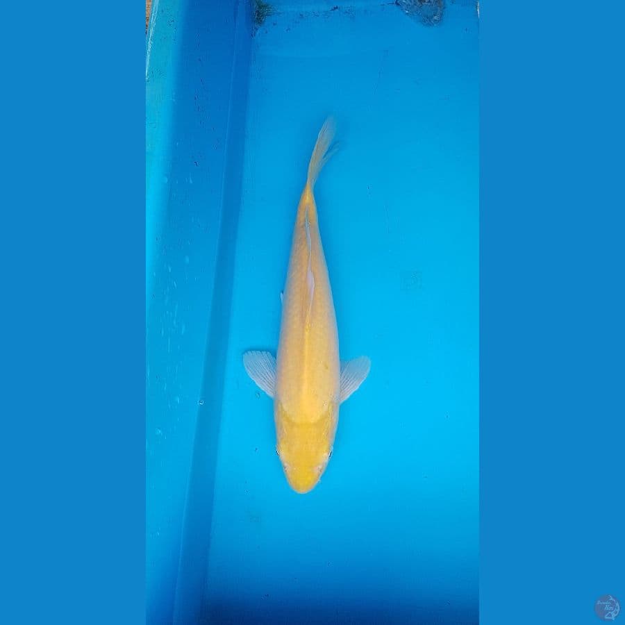 Karashi mata merah 31cm