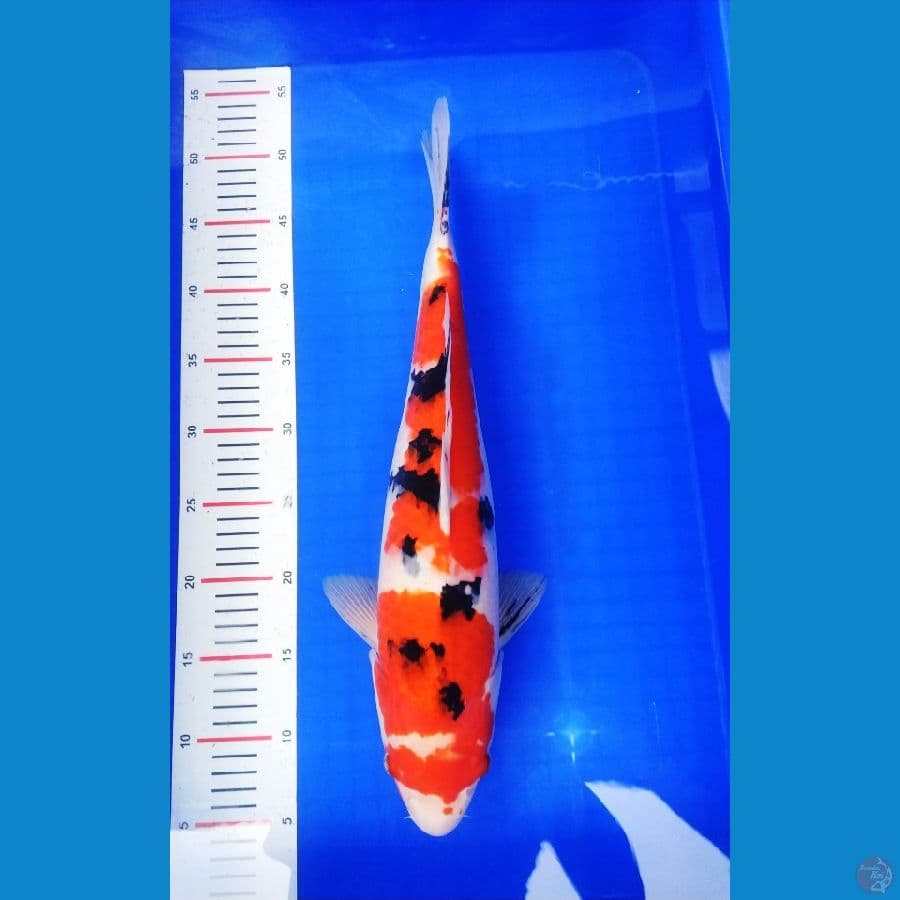 Sanke calon jumbo 46cm