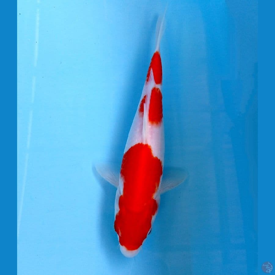 kohaku 22cm
