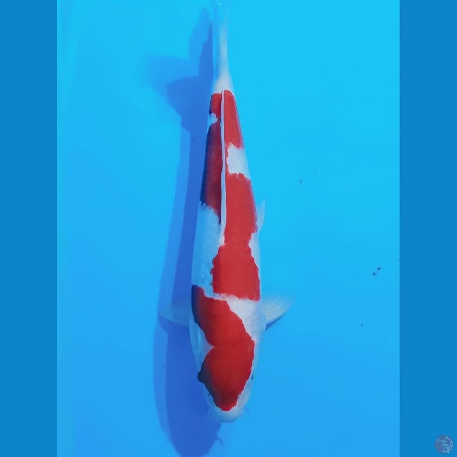 38CM KOHAKU INAZUMA