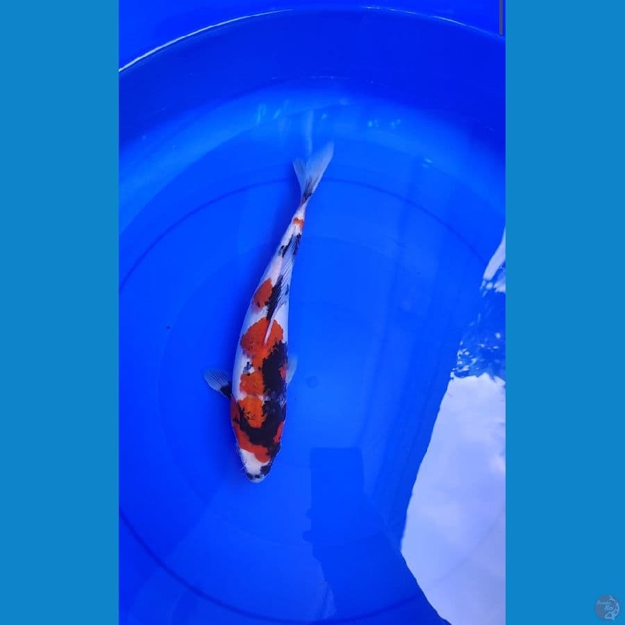 showa 32 cm