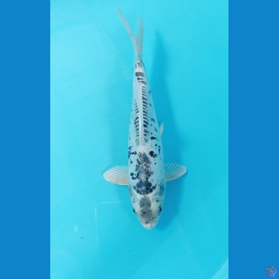 kiko 22cm