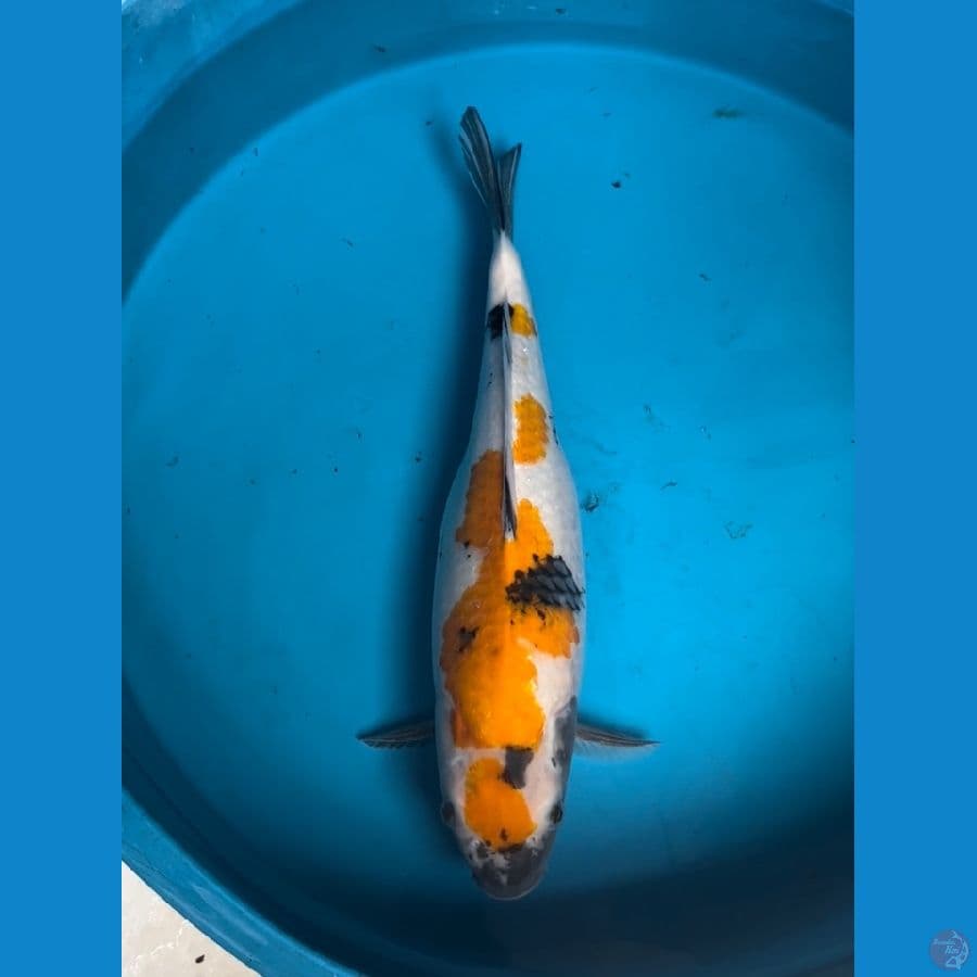 Ki Showa betina 45 cm