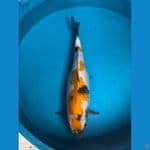 Ki Showa betina 45 cm