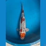 Kujaku Doit Gendong Telur 45 cm
