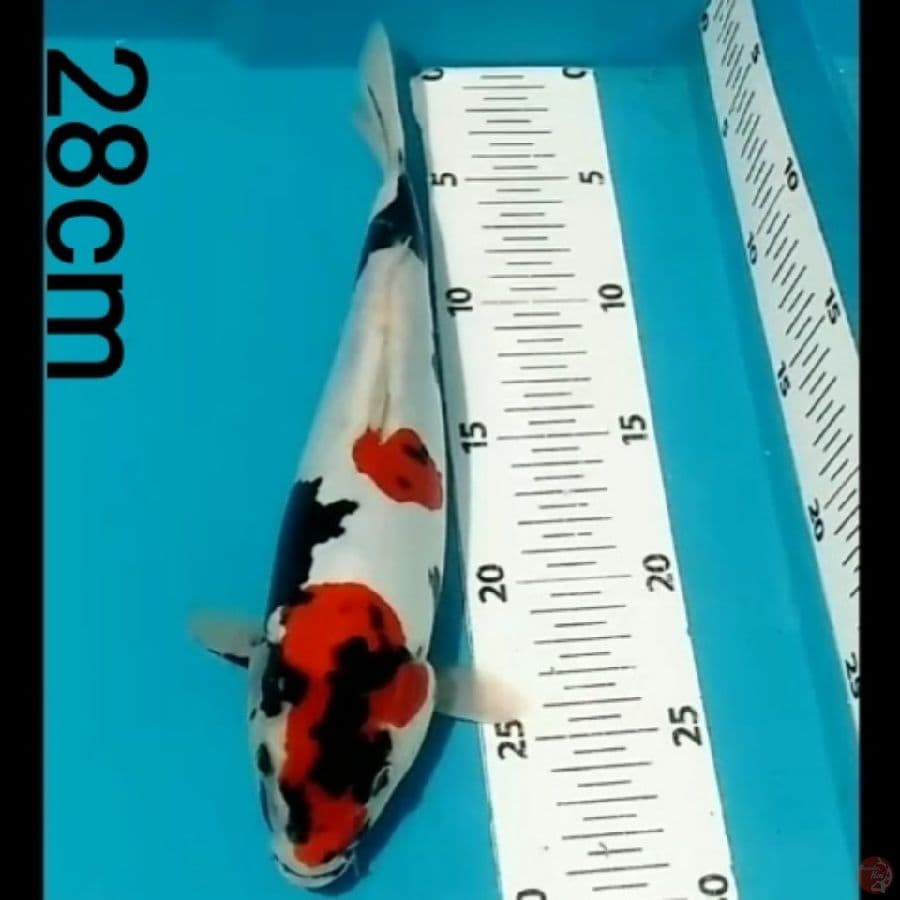 Showa doitsu, 28cm