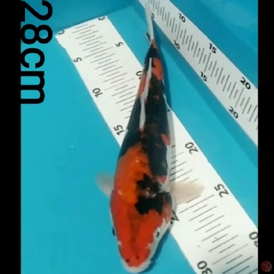 Showa doitsu, 28cm
