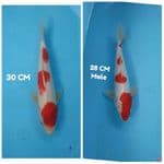 kojaku HQ 2 ekor doit- sisik saize 30-28 cm male