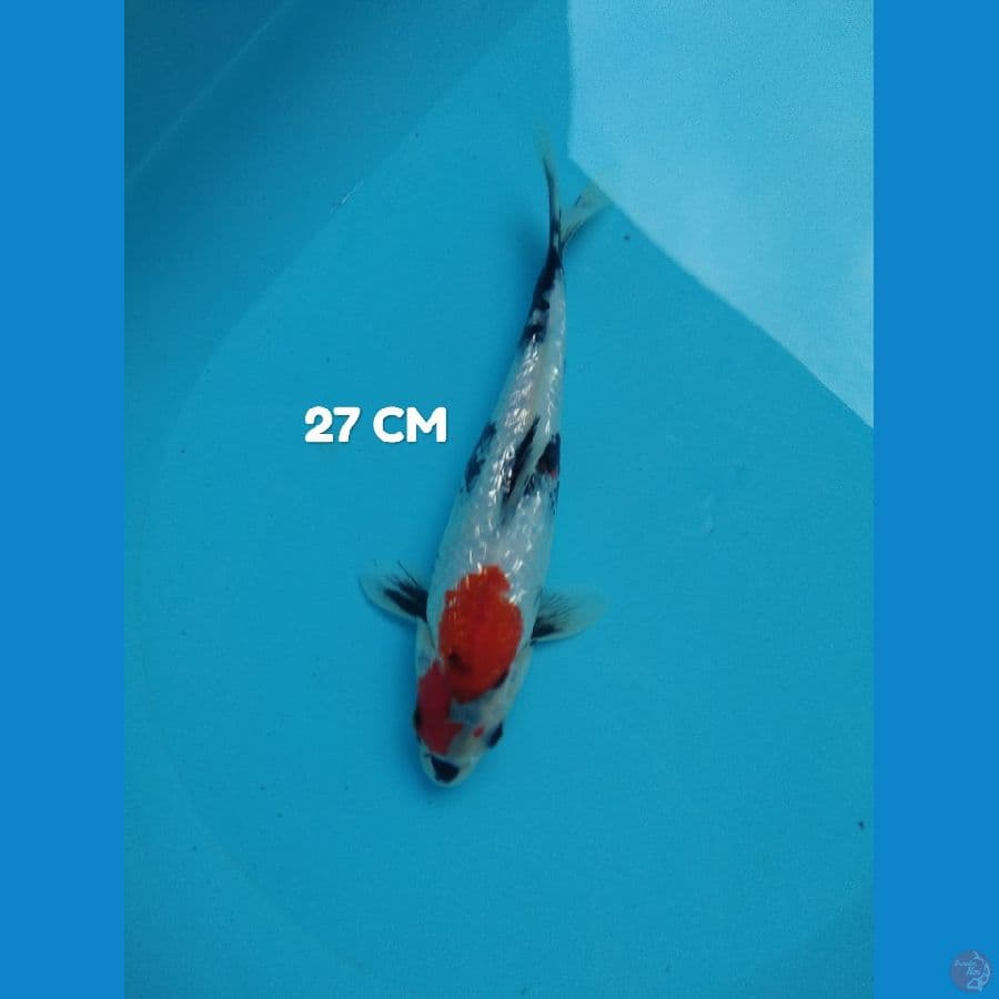 showa ginrin HQ 28 cm