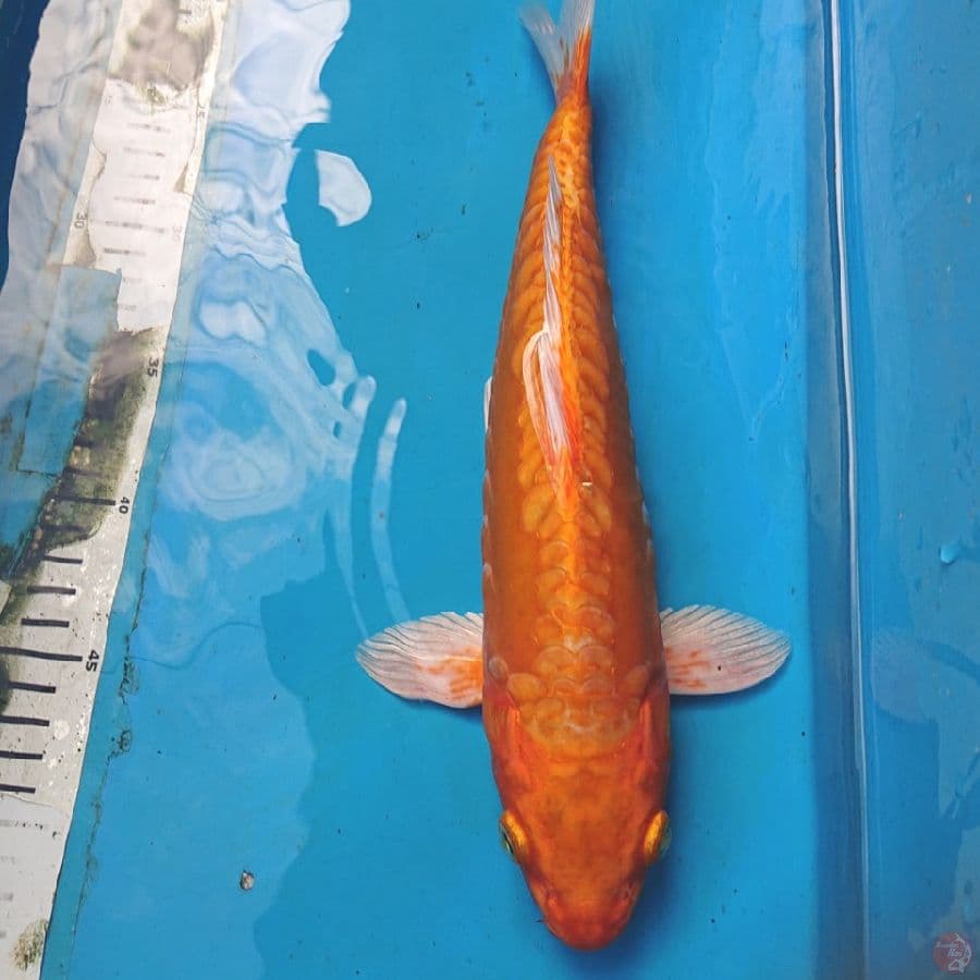Ogon Doitsu Punuk 34 cm 