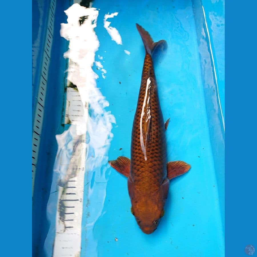 CHaGOI TEMBaGA 38 cm