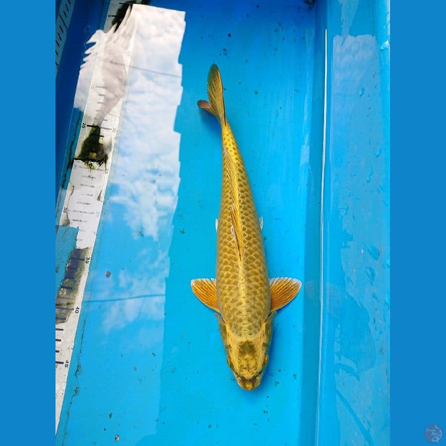 MUKASHI 33 cm
