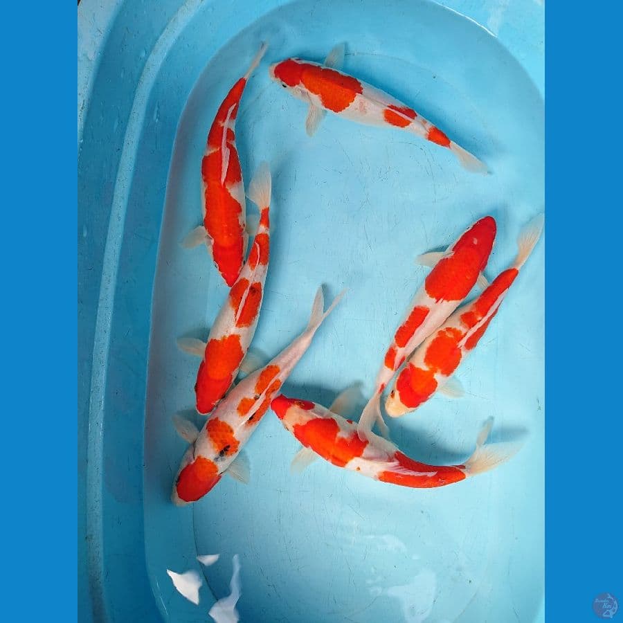 pket kohaku sanke ( 7 ekor ) 30 cm