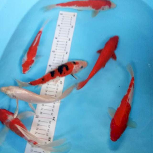 Mix 23-26cm 7 ekor