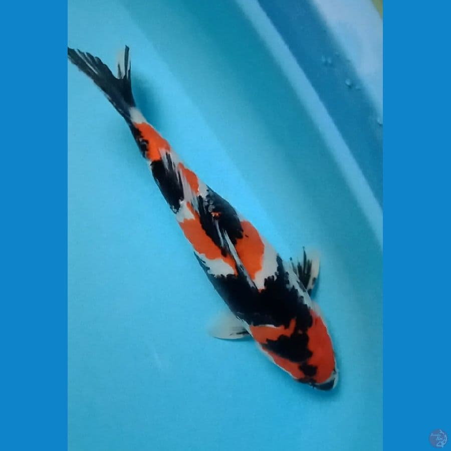showa