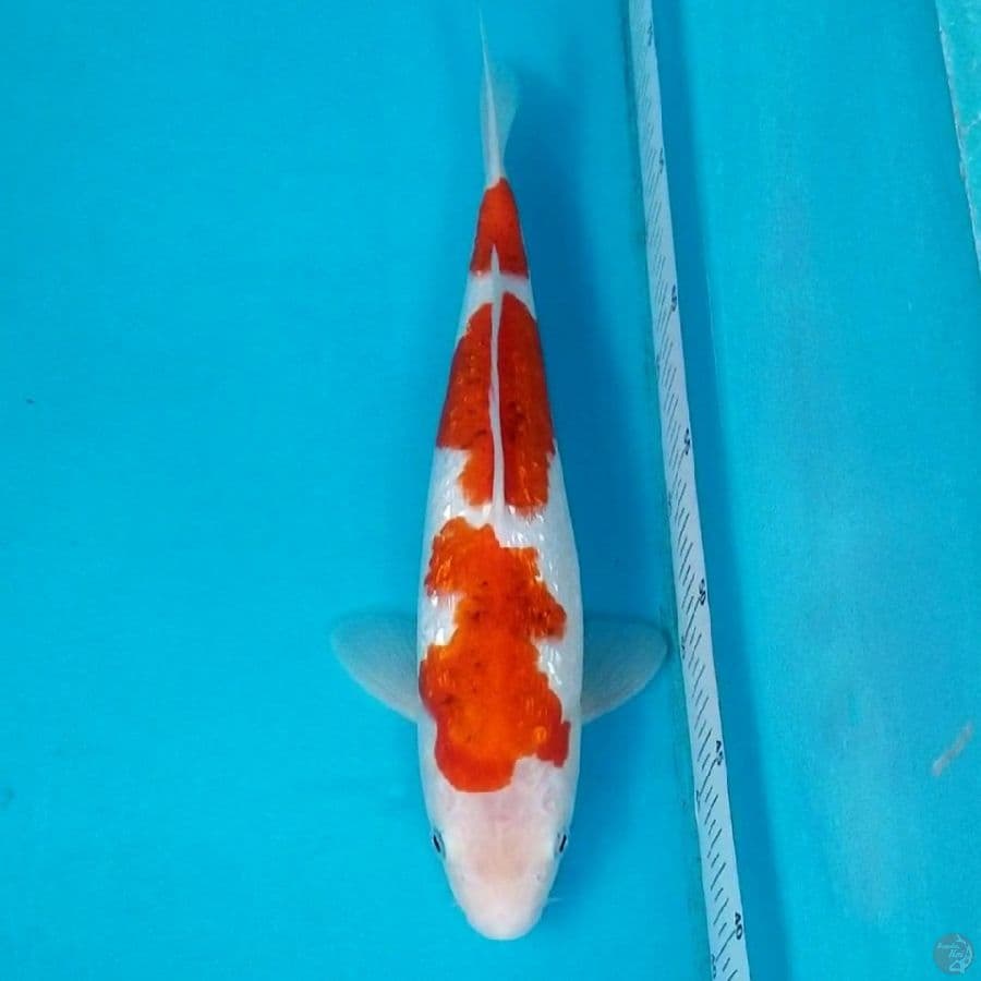 GINRIN AIGOROMO 35 BU