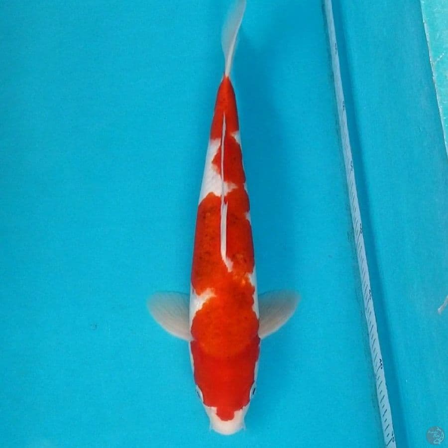 INAZUMA AIGOROMO 35 CM