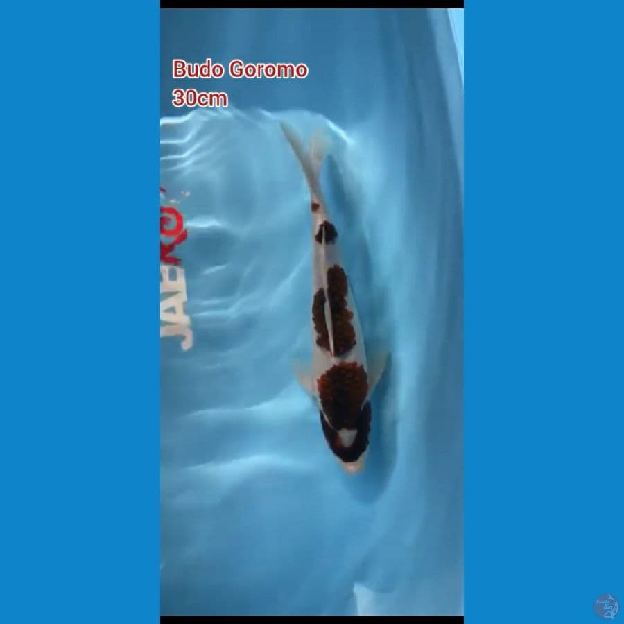 Goromo step 30cm