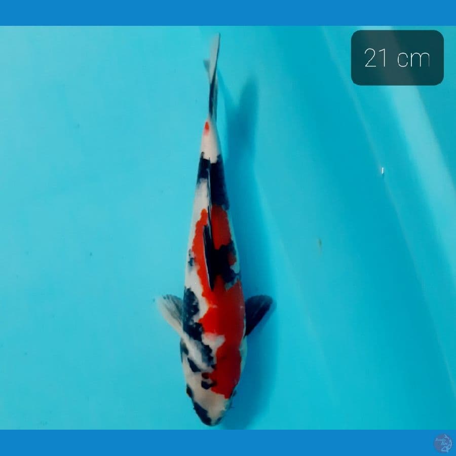 showa 21 cm