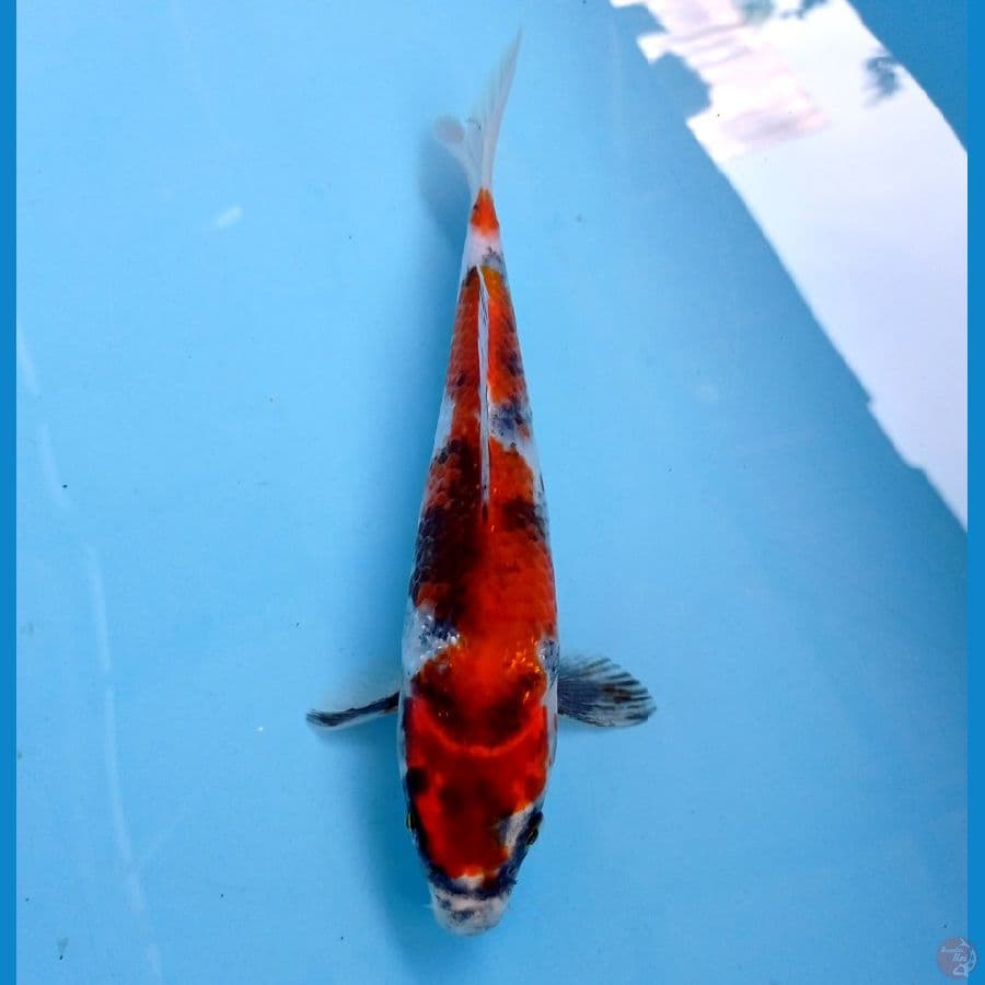 showa 19 cm