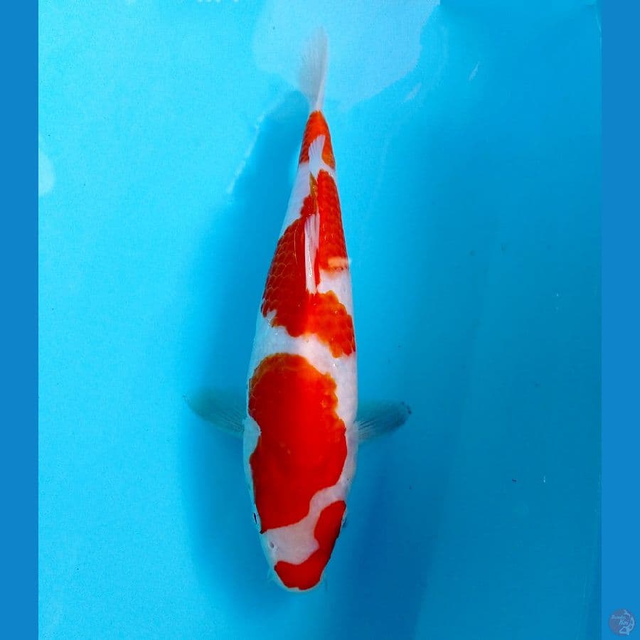 kohaku 27cm