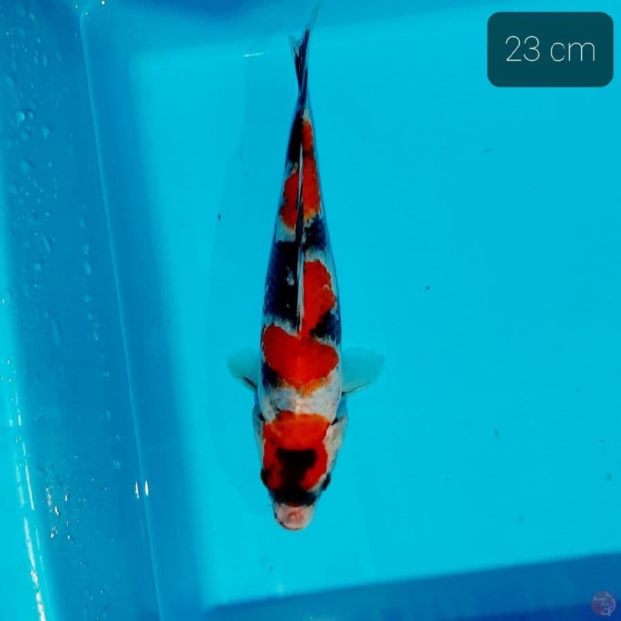 f1 showa 23 cm