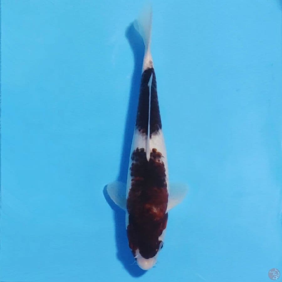 budo goromo