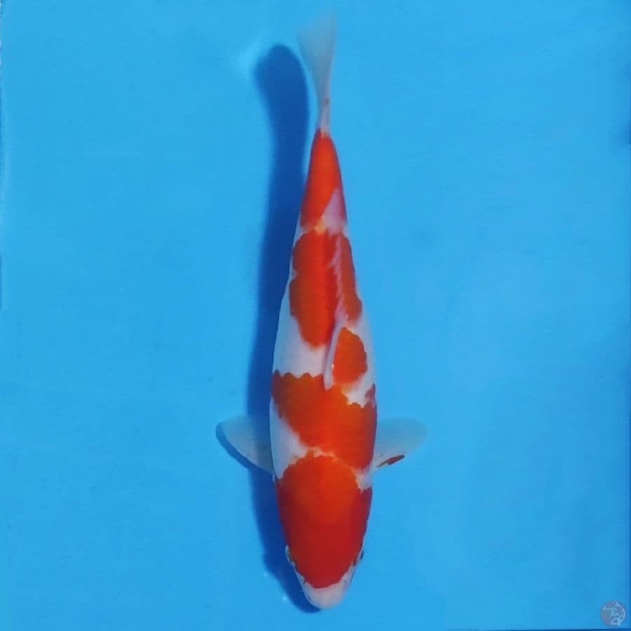 kohaku 