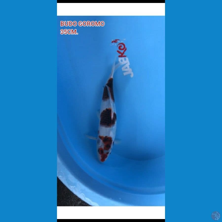 JUMBO GOROMO 3 STEP 35CM.
