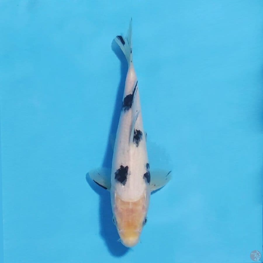 bekko 