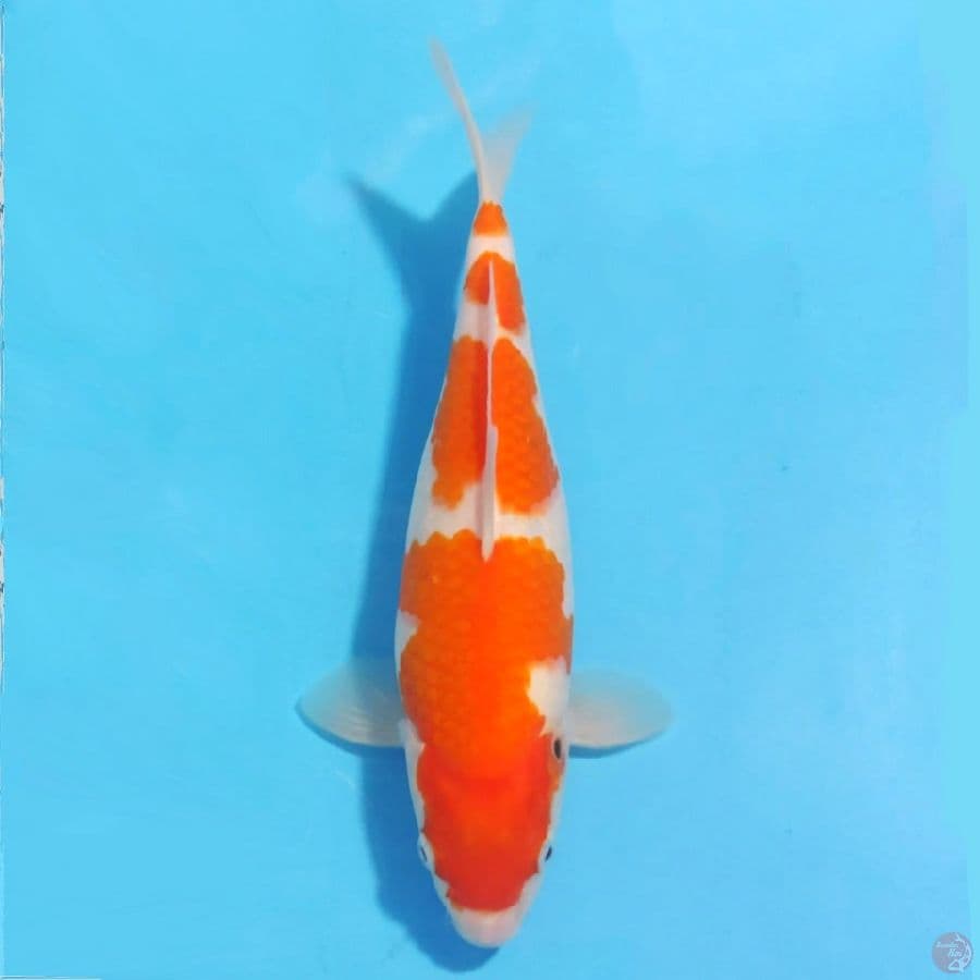 kohaku 4 step