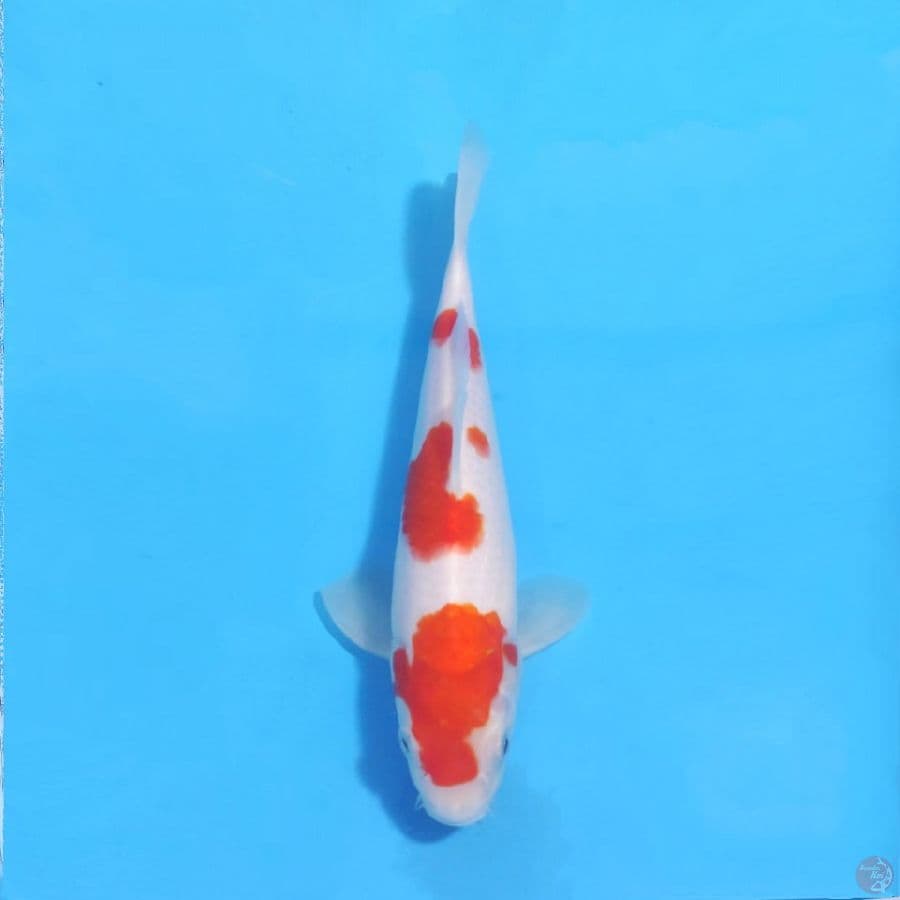 kohaku original