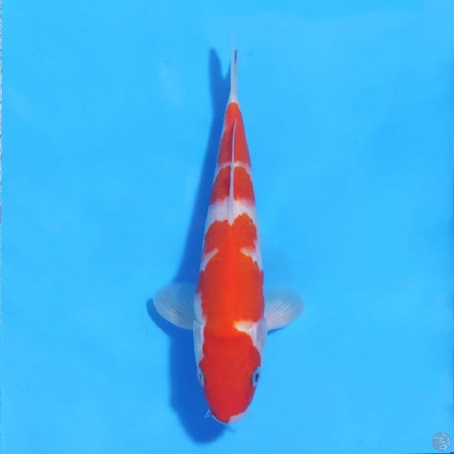 kohaku 