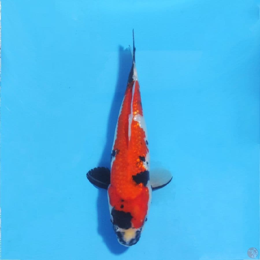 ginrin showa