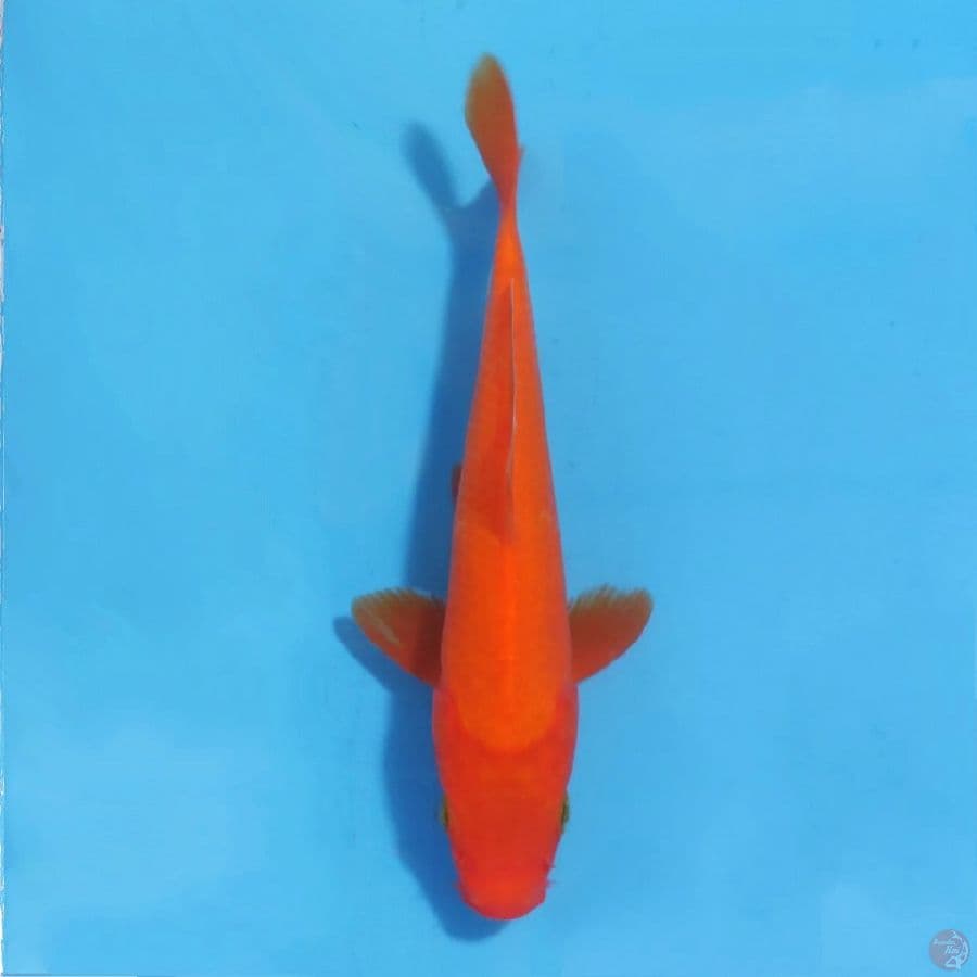 benigoi