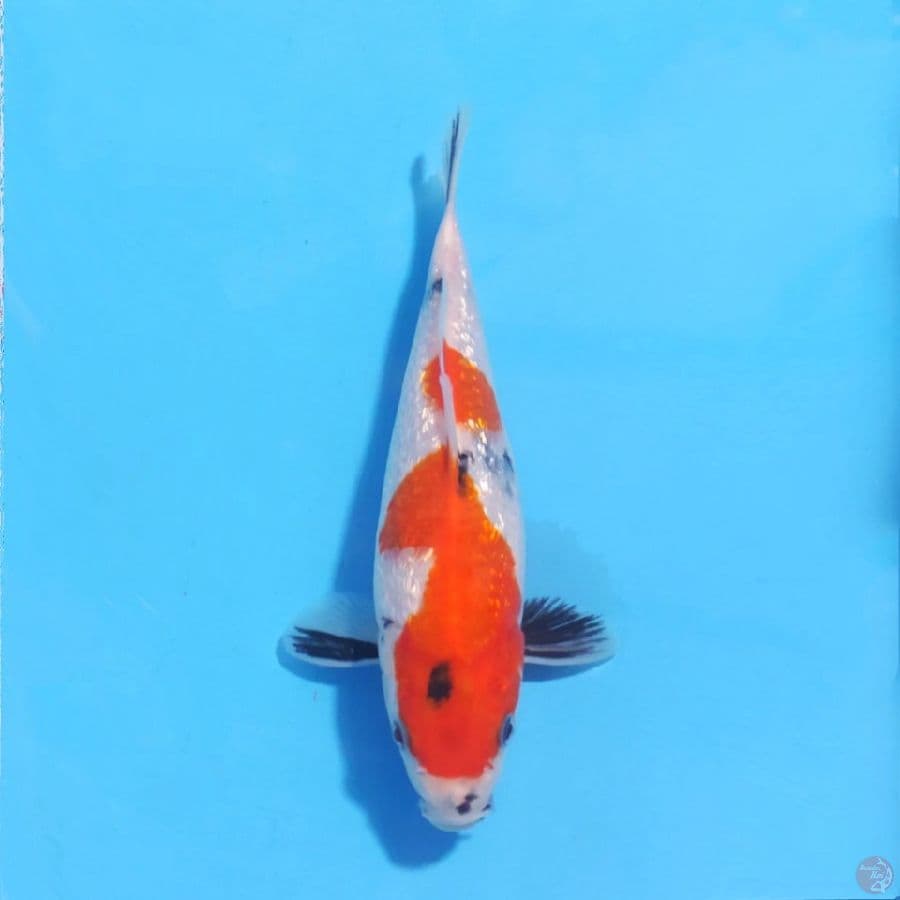 ginrin showa tategoi