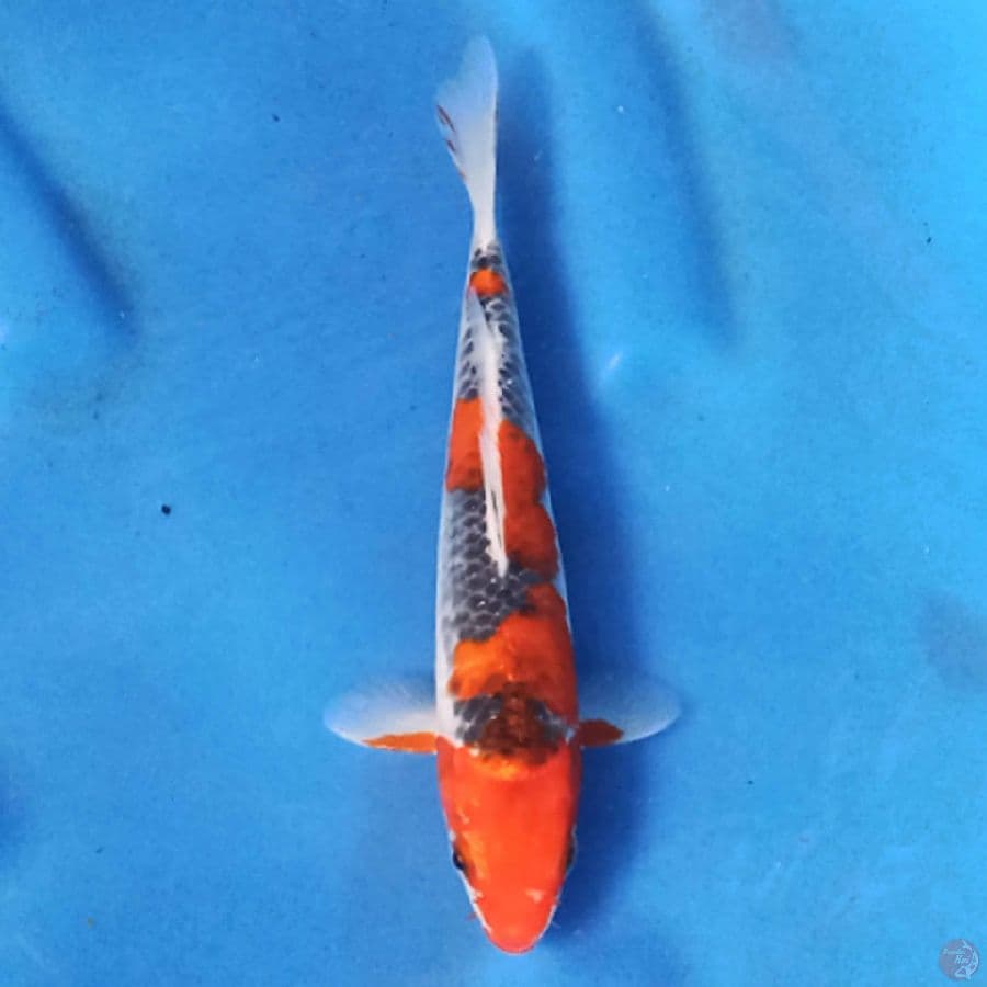 GOSHIKI 20 cm