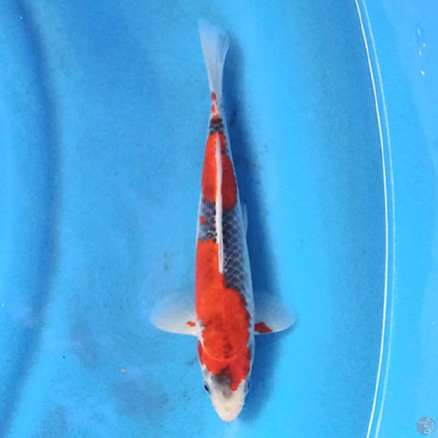 GOSHIKI 21 cm