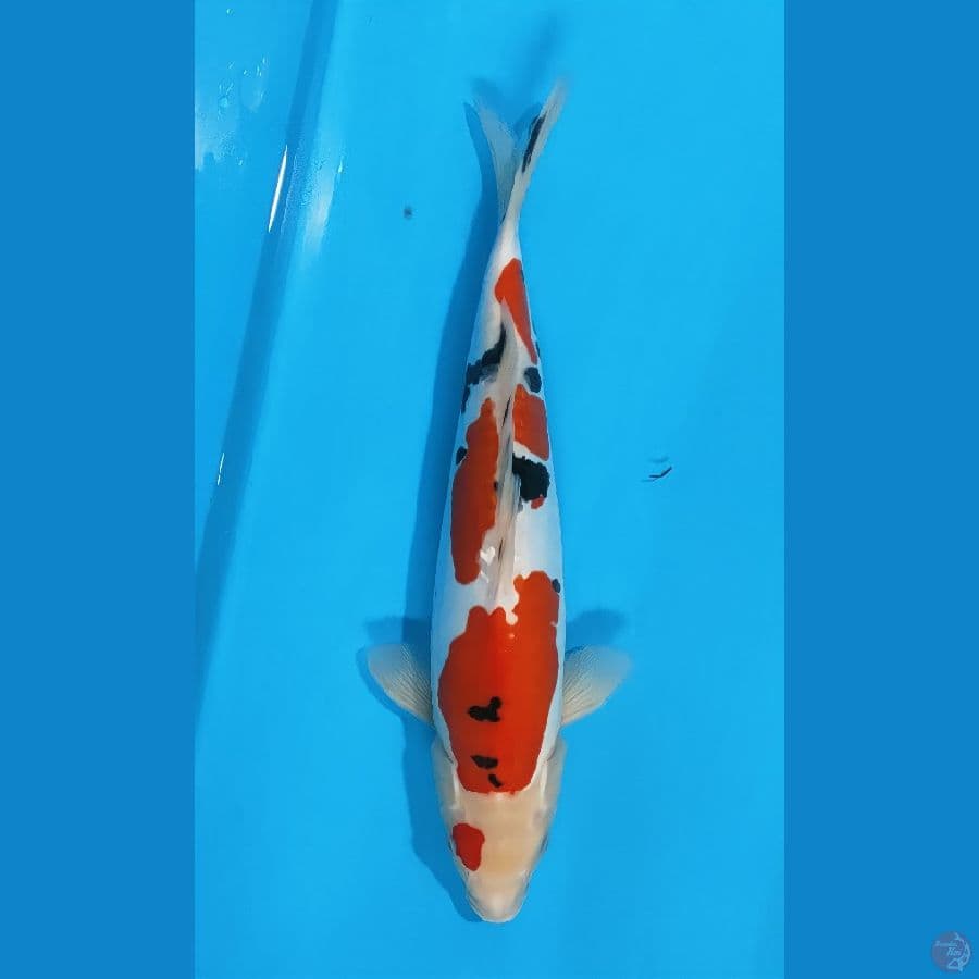sanke doid murni halus ori 37cm./f