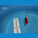 kohaku