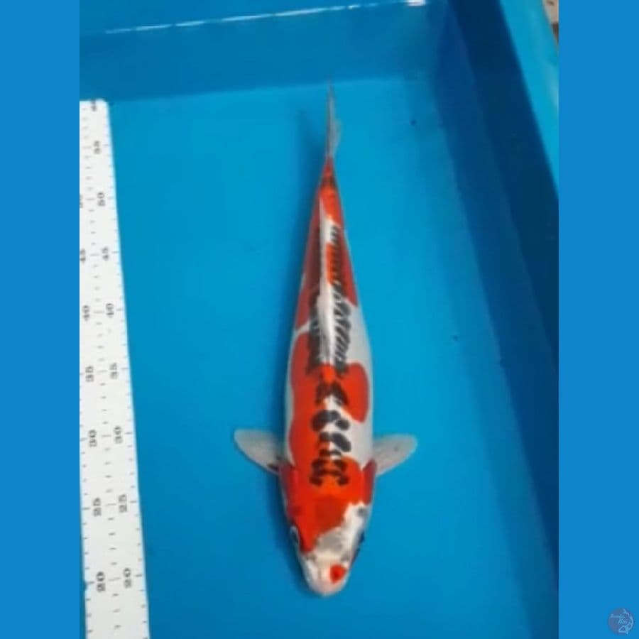 Kujaku Doit 40 cm
