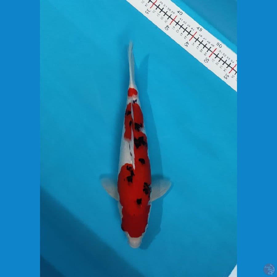 sanke strong 37cm/m