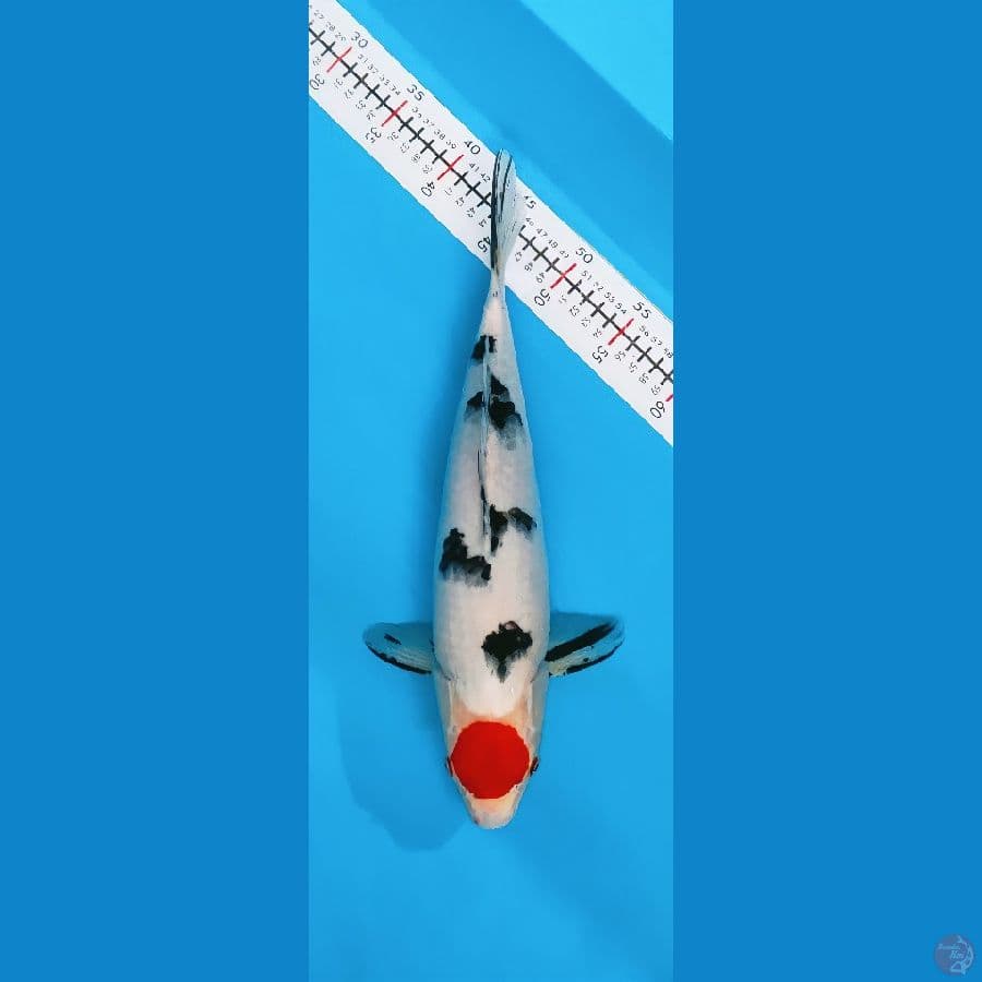 tancho 38cm/f