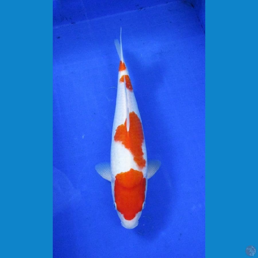 kohaku bulky ±35cm
