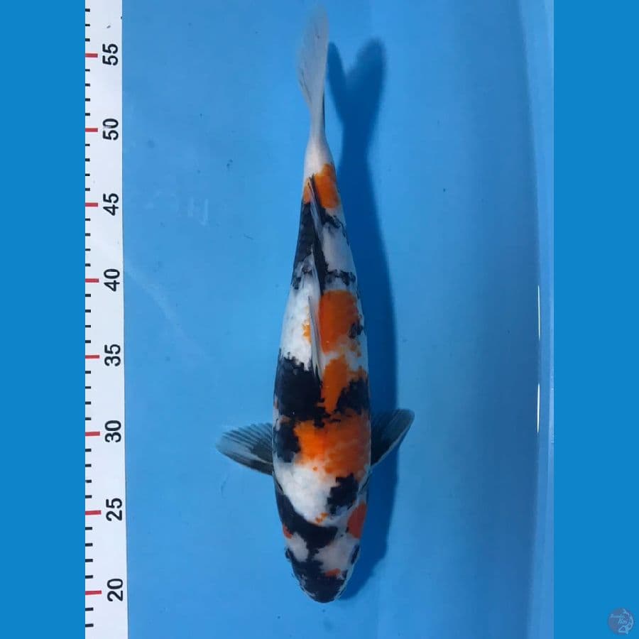 kindai showa 37cm